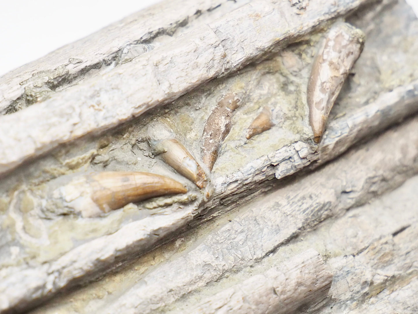 Ichthyosaur Jaw With Teeth