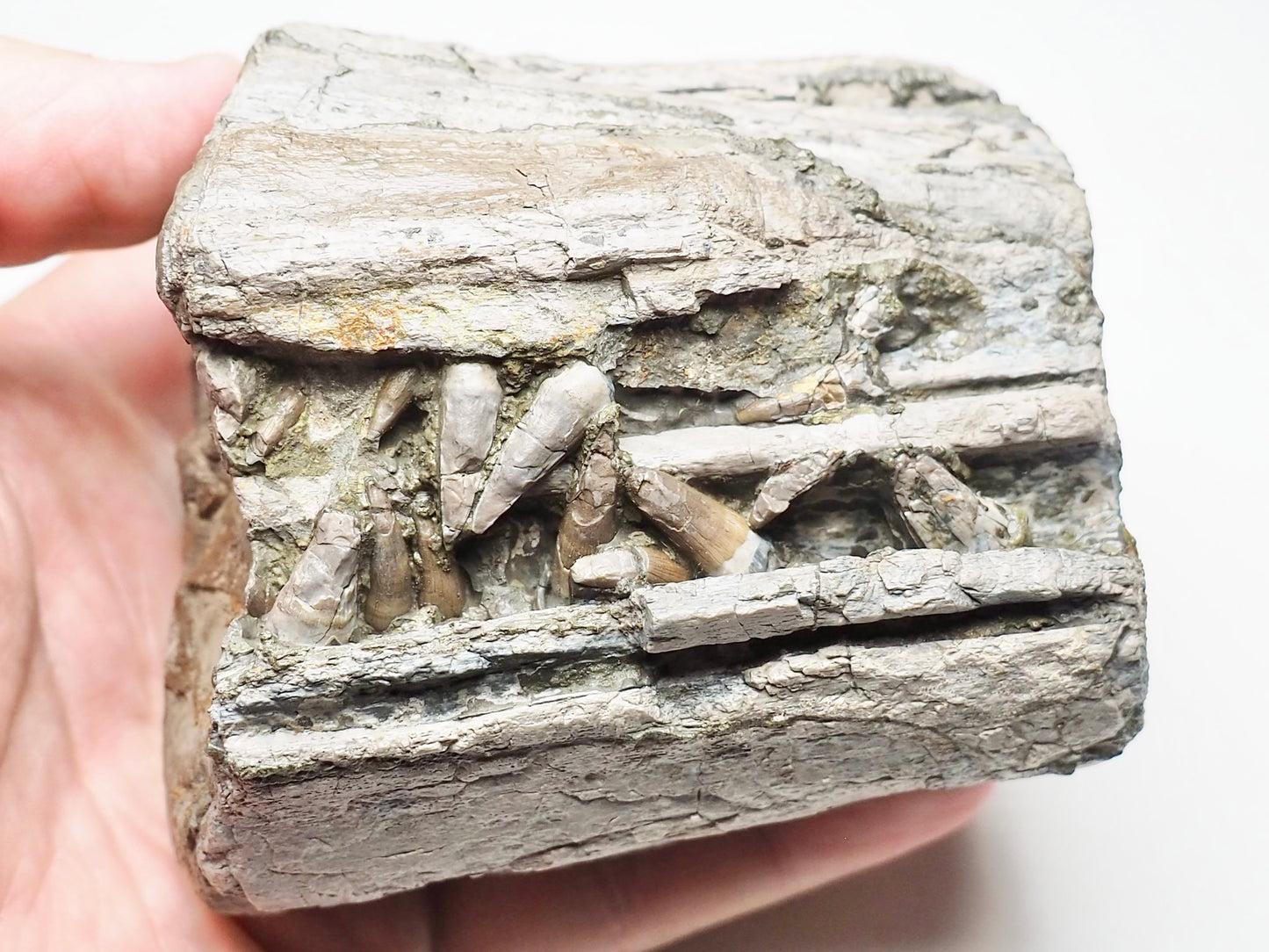 Ichthyosaur Jaw With Teeth