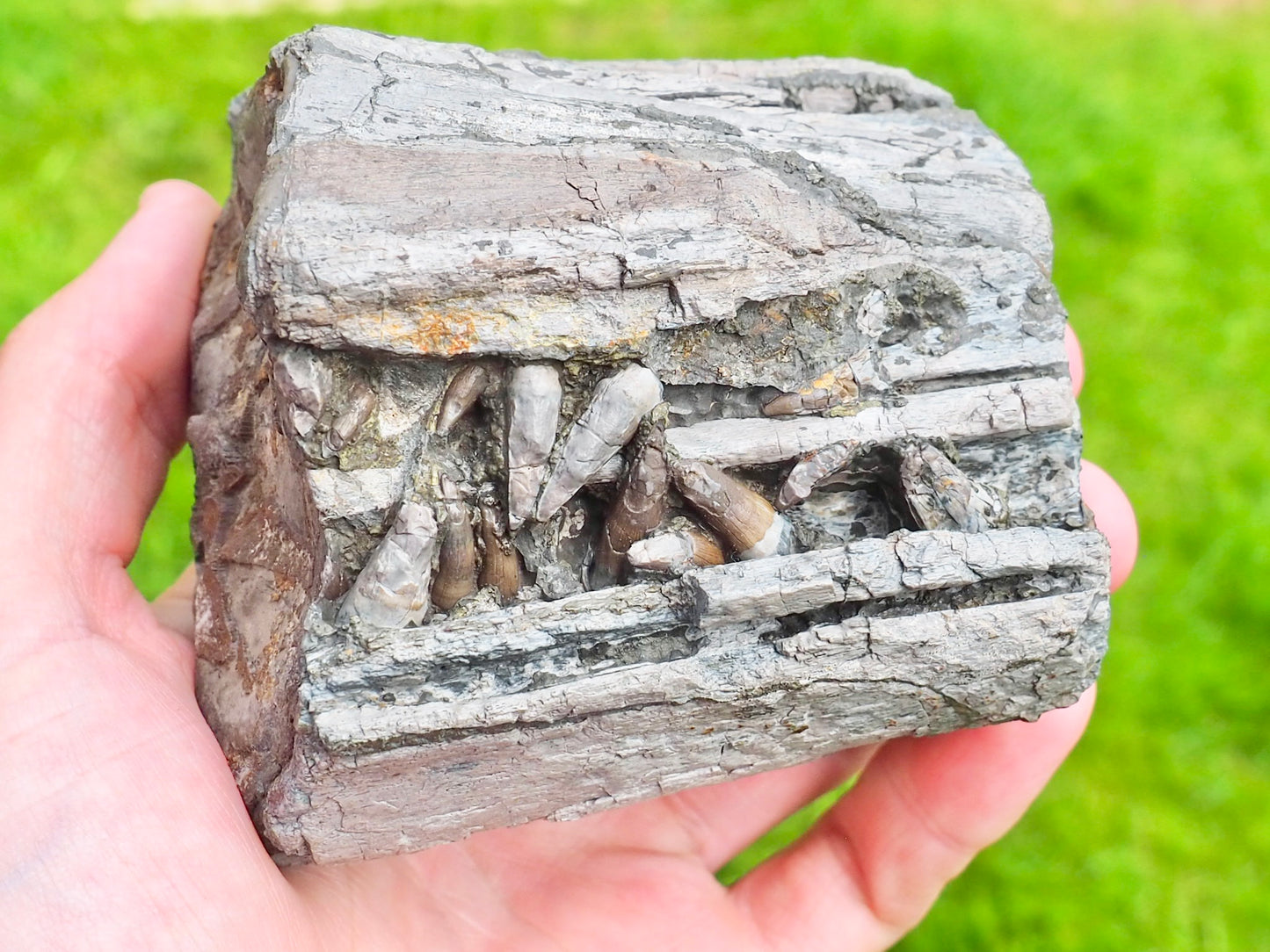 Ichthyosaur Jaw With Teeth