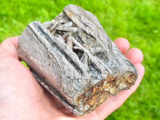 Ichthyosaur Jaw With Teeth