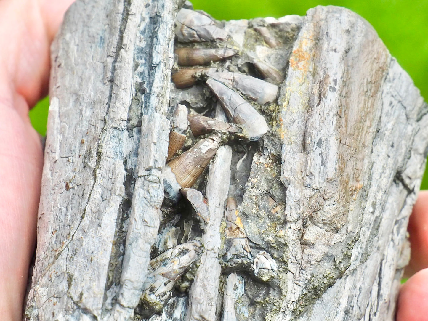 Ichthyosaur Jaw With Teeth