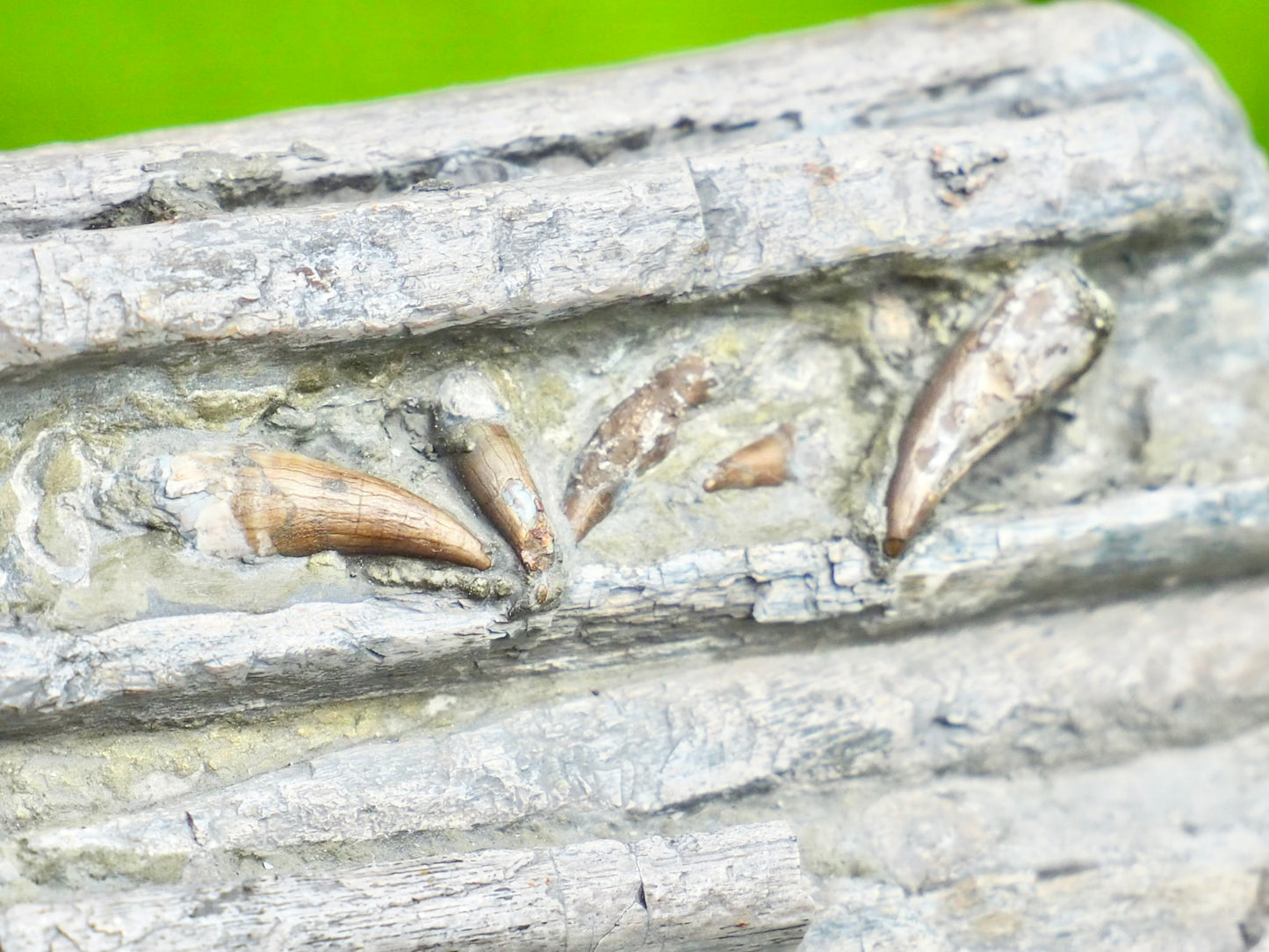 Ichthyosaur Jaw With Teeth