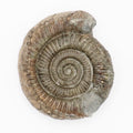 Dactylioceras Ammonite Fossil from Whitby Yorkshire Coast