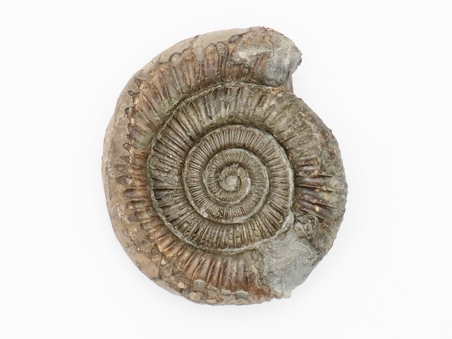 Dactylioceras Ammonite Fossil from Whitby Yorkshire Coast