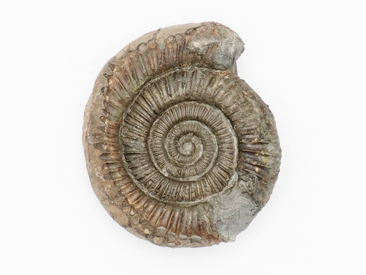 Dactylioceras Ammonite Fossil from Whitby Yorkshire Coast