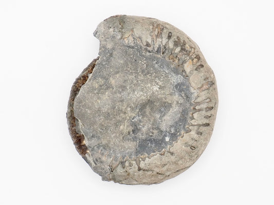 Dactylioceras Ammonite Fossil from Whitby Yorkshire Coast