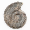 Grammoceras Ammonite Fossil from Whitby Yorkshire Coast Jurassic