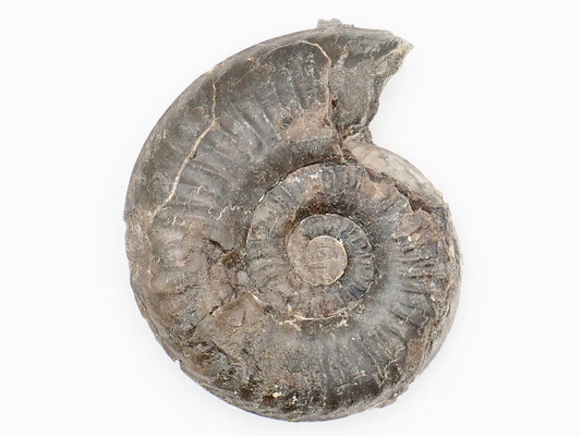 Grammoceras Ammonite Fossil from Whitby Yorkshire Coast Jurassic
