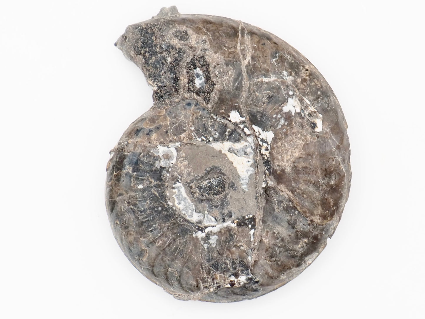Grammoceras Ammonite Fossil from Whitby Yorkshire Coast Jurassic