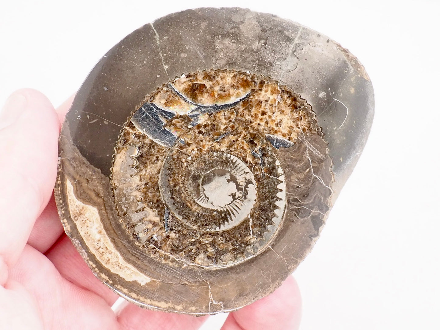 Cut and Polished Dactylioceras Ammonite Fossil from Whitby Yorkshire Coast