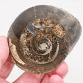 Cut and Polished Dactylioceras Ammonite Fossil from Whitby Yorkshire Coast