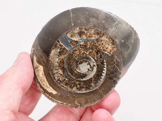 Cut and Polished Dactylioceras Ammonite Fossil from Whitby Yorkshire Coast