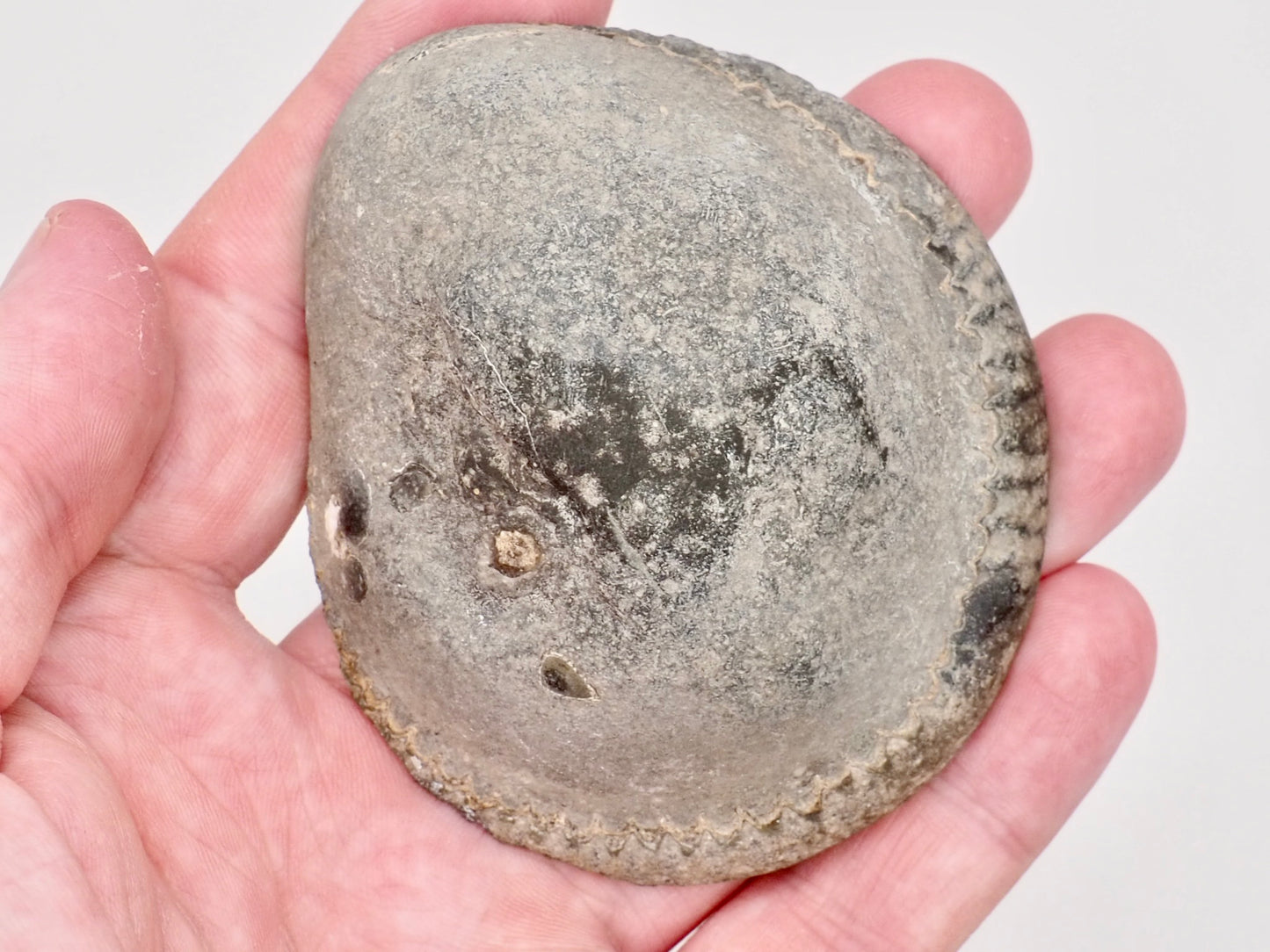 Cut and Polished Dactylioceras Ammonite Fossil from Whitby Yorkshire Coast