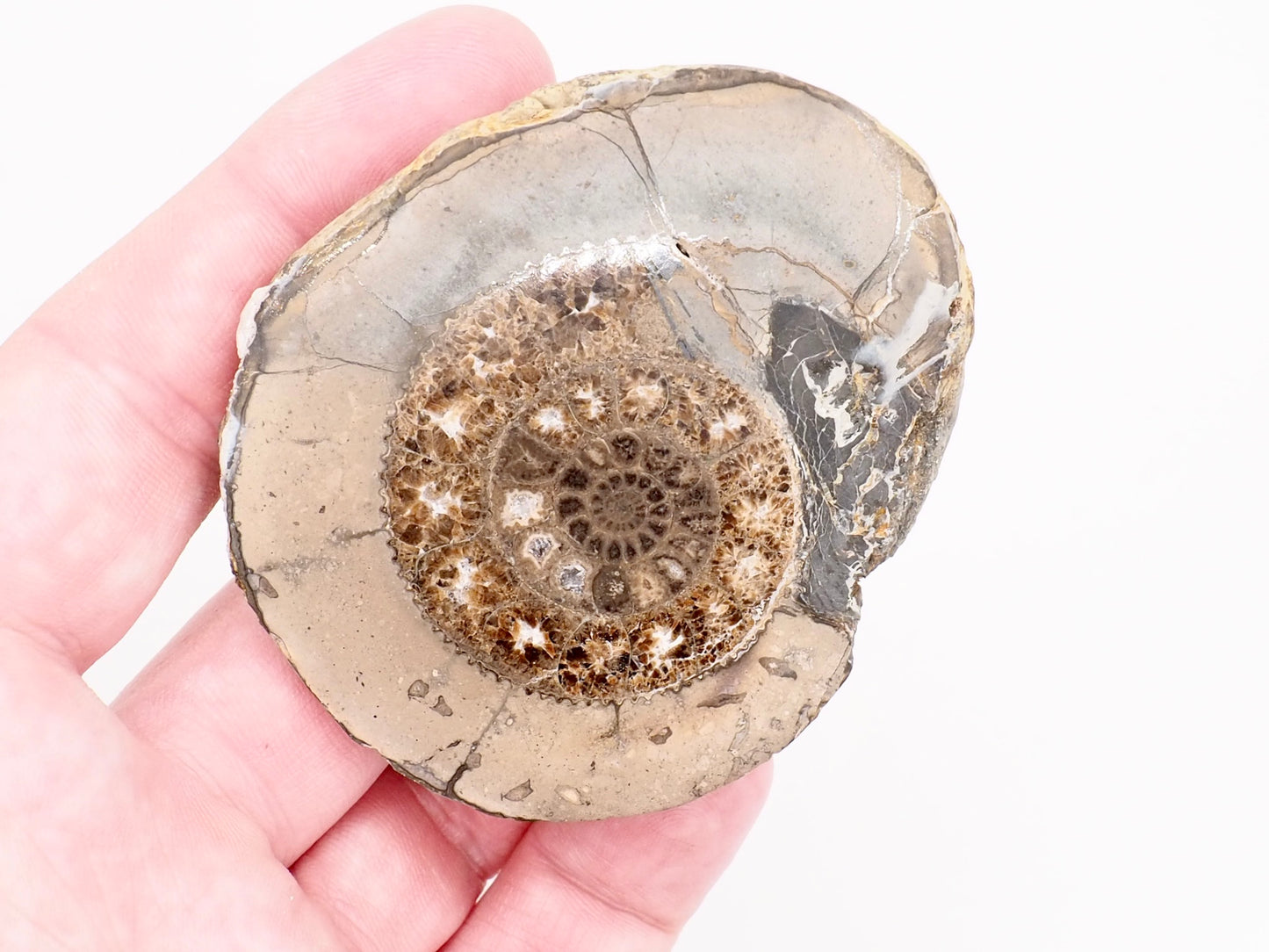 Cut and Polished Dactylioceras Ammonite Fossil from Whitby Yorkshire Coast