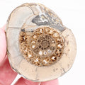 Cut and Polished Dactylioceras Ammonite Fossil from Whitby Yorkshire Coast