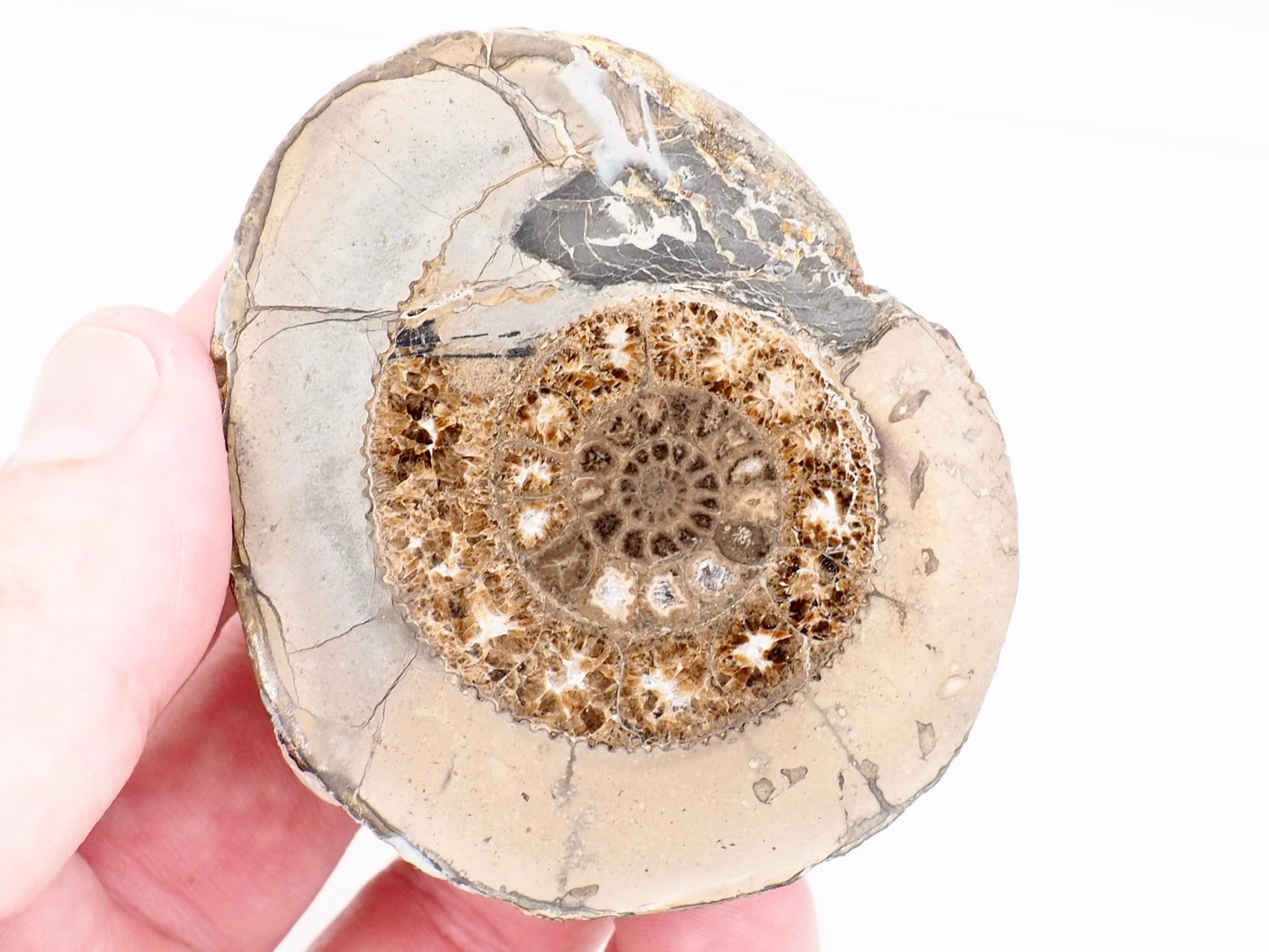 Cut and Polished Dactylioceras Ammonite Fossil from Whitby Yorkshire Coast