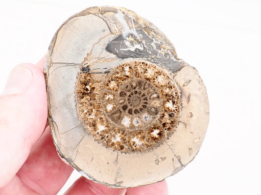 Cut and Polished Dactylioceras Ammonite Fossil from Whitby Yorkshire Coast