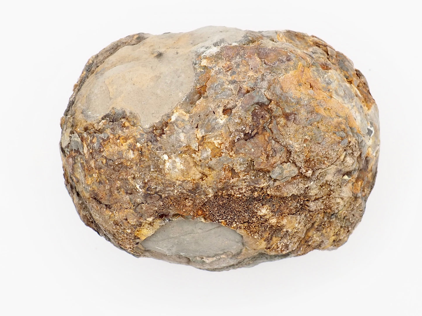 Dactylioceras Ammonite Fossil Split Pair – Whitby Yorkshire Coast – Jurassic