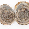 Dactylioceras Ammonite Fossil Split Pair – Whitby Yorkshire Coast – Jurassic