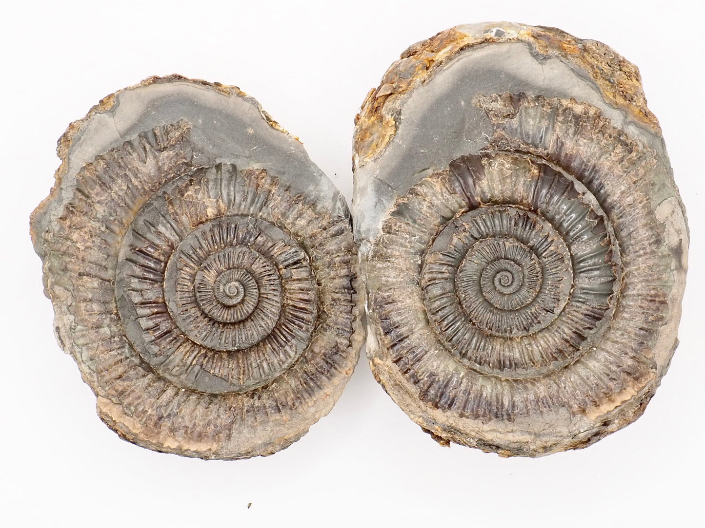 Dactylioceras Ammonite Fossil Split Pair – Whitby Yorkshire Coast – Jurassic