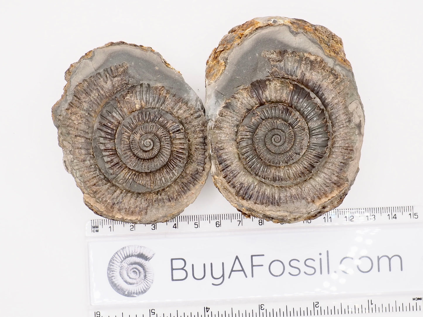 Dactylioceras Ammonite Fossil Split Pair – Whitby Yorkshire Coast – Jurassic