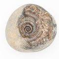 Small Hildoceras Ammonite Fossil in Nodule from Whitby Yorkshire Coast