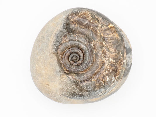 Small Hildoceras Ammonite Fossil in Nodule from Whitby Yorkshire Coast