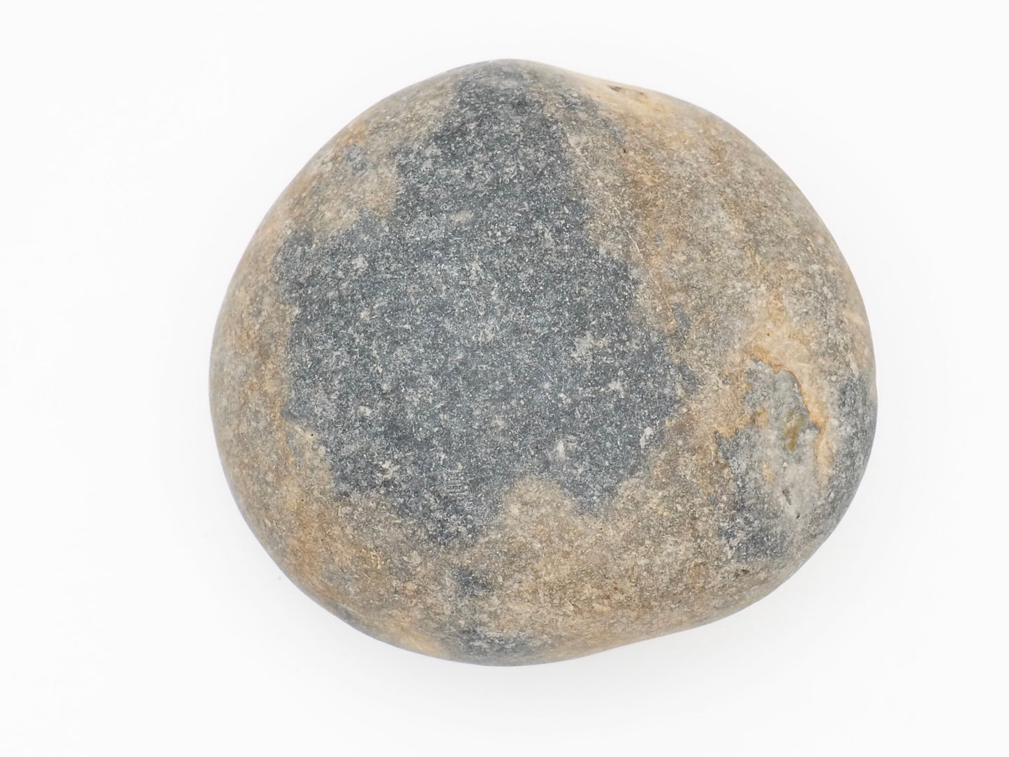 Small Hildoceras Ammonite Fossil in Nodule from Whitby Yorkshire Coast