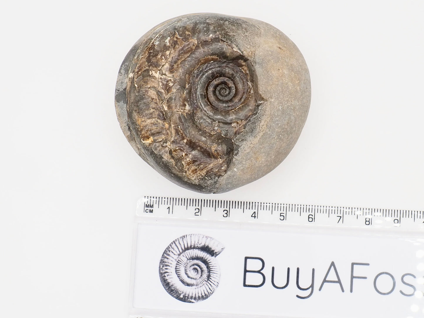 Small Hildoceras Ammonite Fossil in Nodule from Whitby Yorkshire Coast