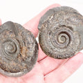 Small Hildoceras Ammonite Split Pair Fossil from Whitby Yorkshire Coast