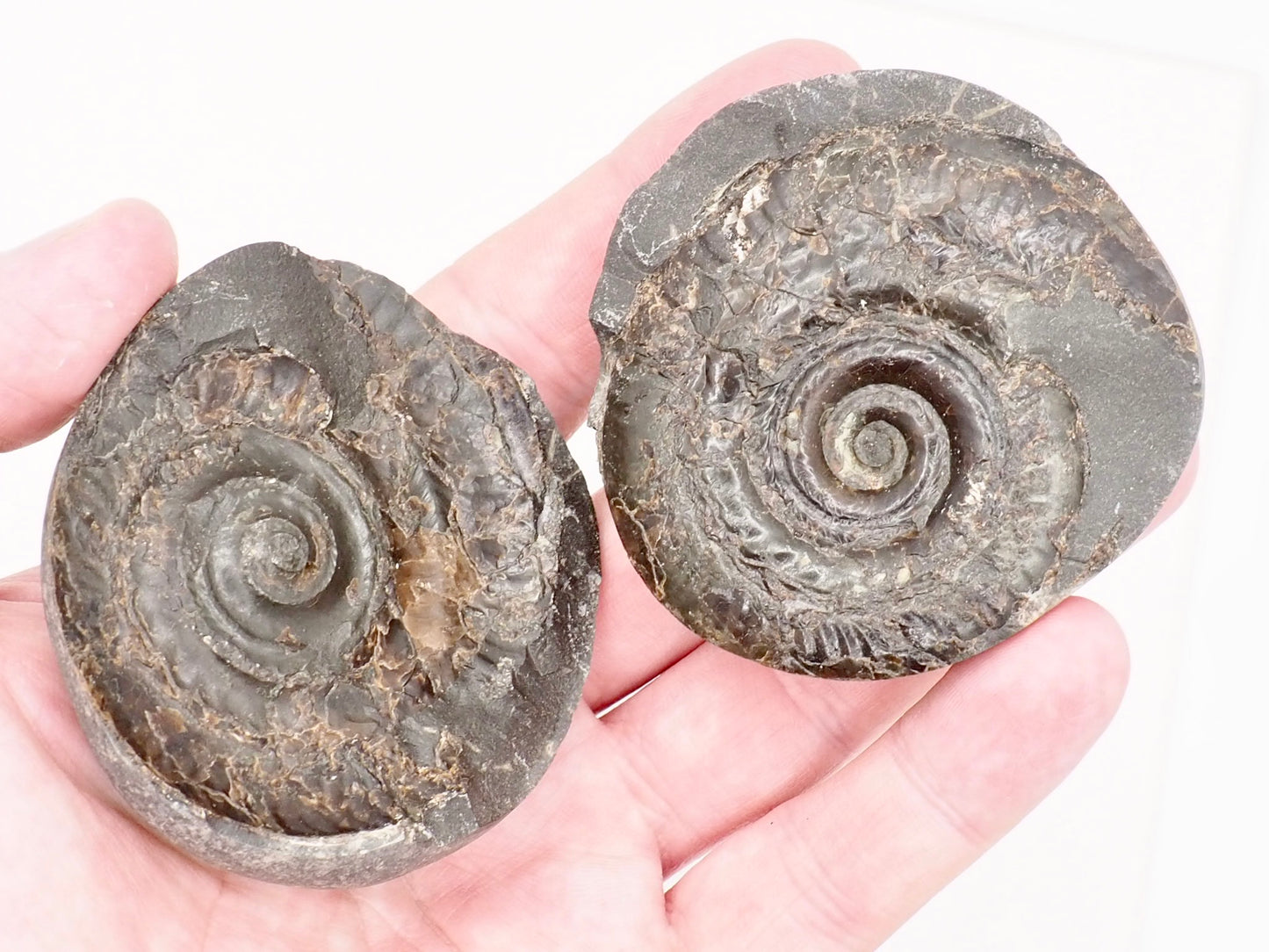 Small Hildoceras Ammonite Split Pair Fossil from Whitby Yorkshire Coast