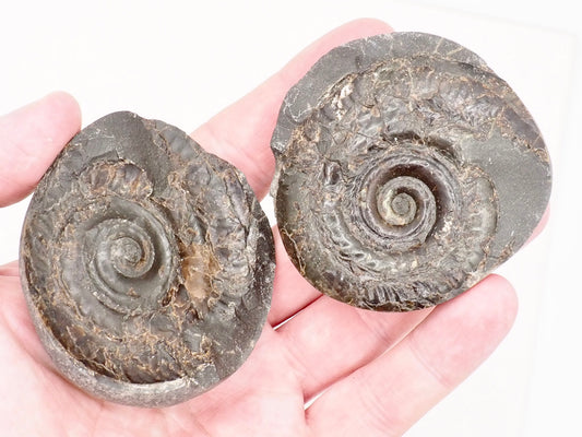 Small Hildoceras Ammonite Split Pair Fossil from Whitby Yorkshire Coast