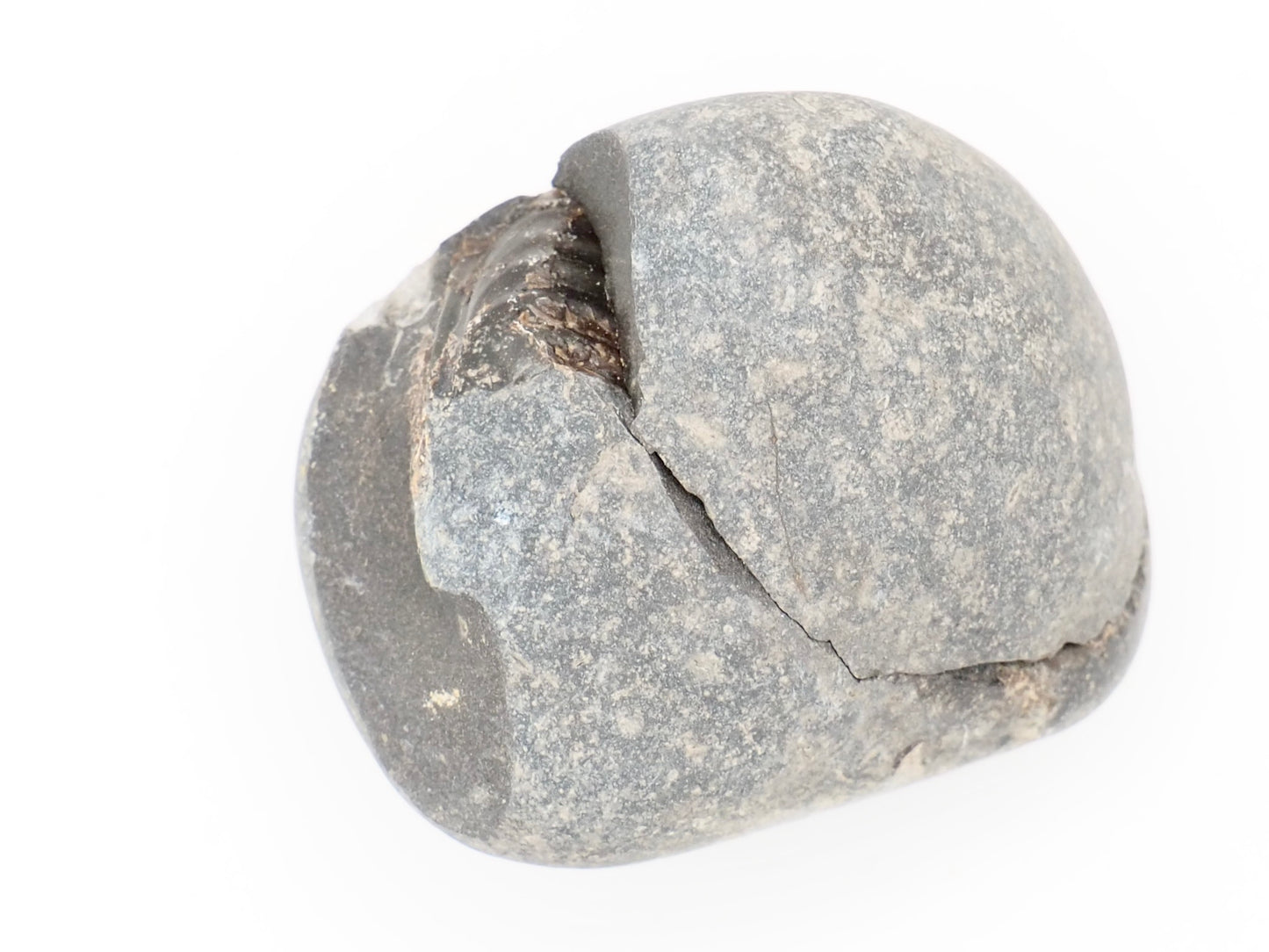 Small Hildoceras Ammonite Split Pair Fossil from Whitby Yorkshire Coast