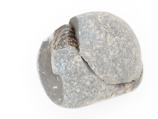 Small Hildoceras Ammonite Split Pair Fossil from Whitby Yorkshire Coast