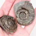Small Hildoceras Ammonite Split Pair Fossil from Whitby Yorkshire Coast
