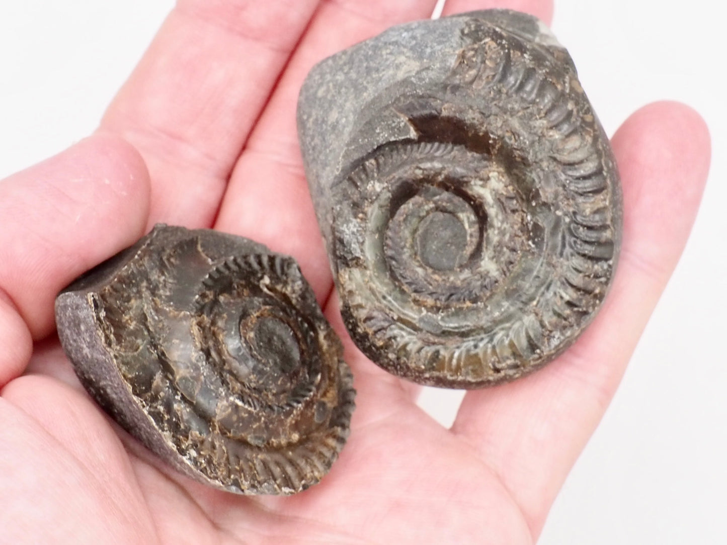 Small Hildoceras Ammonite Split Pair Fossil from Whitby Yorkshire Coast