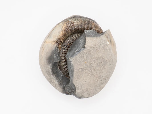 Dactylioceras Ammonite Split Pair Fossil from the Yorkshire Coast