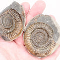 Dactylioceras Ammonite Split Pair Fossil from the Yorkshire Coast