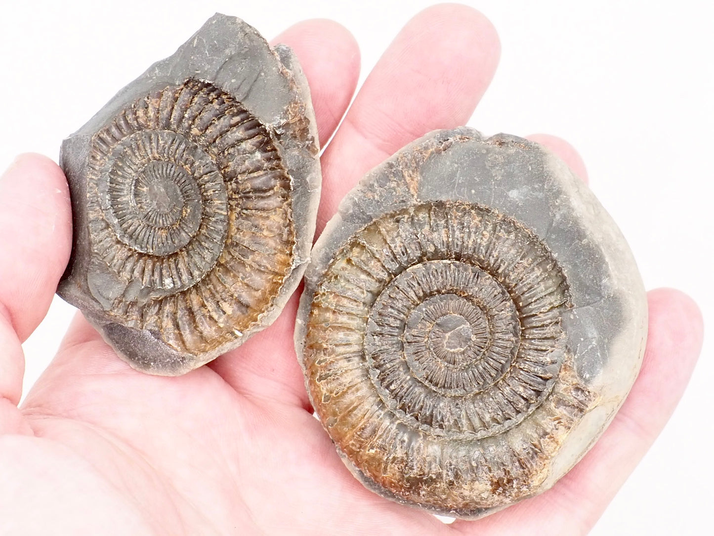 Dactylioceras Ammonite Split Pair Fossil from the Yorkshire Coast