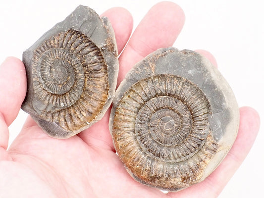 Dactylioceras Ammonite Split Pair Fossil from the Yorkshire Coast