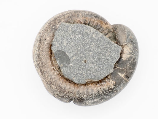 Chunky Catacoeloceras Ammonite Split Pair from Whitby Yorkshire