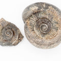 Chunky Catacoeloceras Ammonite Split Pair from Whitby Yorkshire
