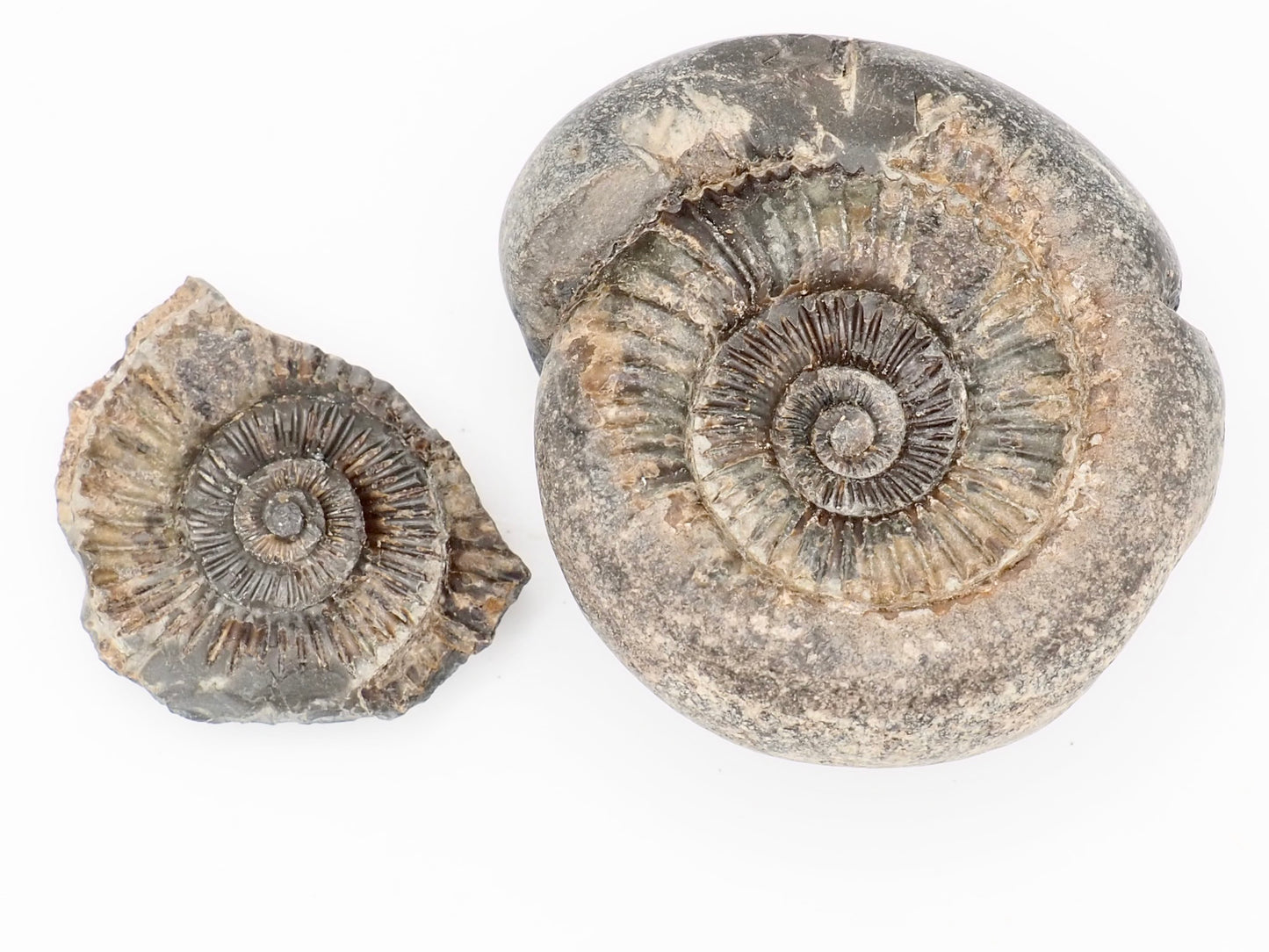 Chunky Catacoeloceras Ammonite Split Pair from Whitby Yorkshire