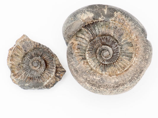 Chunky Catacoeloceras Ammonite Split Pair from Whitby Yorkshire