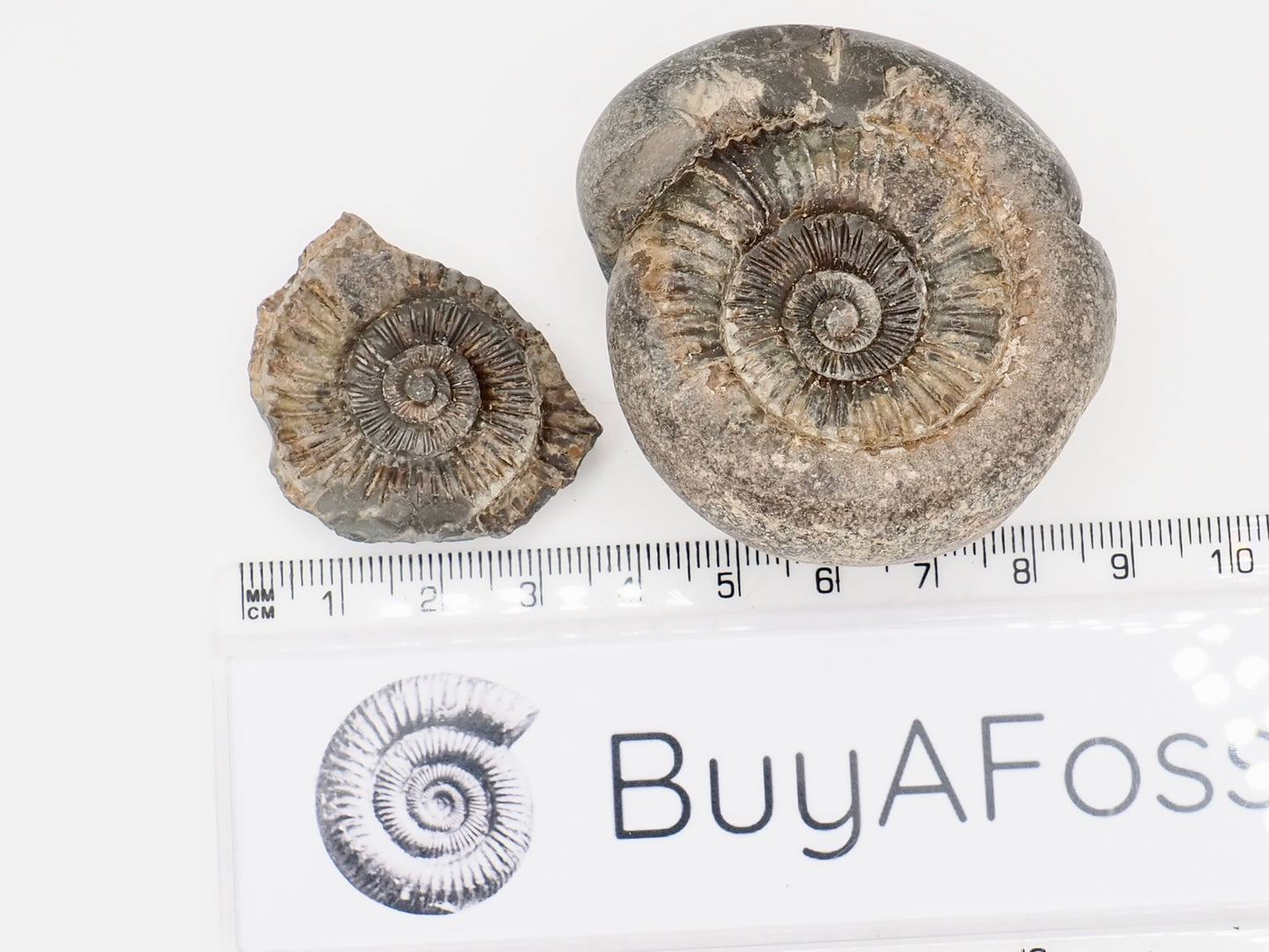 Chunky Catacoeloceras Ammonite Split Pair from Whitby Yorkshire