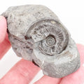 Rare Oxynoticeras and Gagaticeras Ammonites Lower Lias Fossil 200 Million Years Old
