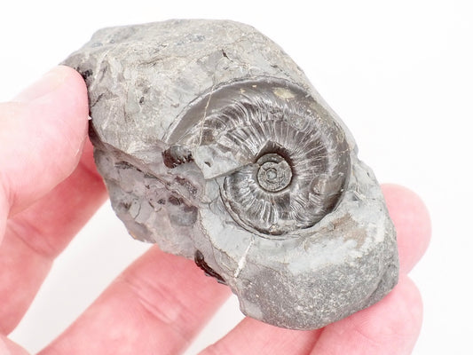 Rare Oxynoticeras and Gagaticeras Ammonites Lower Lias Fossil 200 Million Years Old