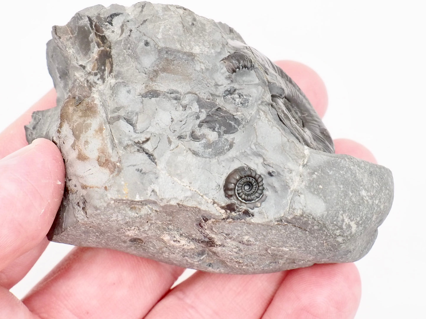 Rare Oxynoticeras and Gagaticeras Ammonites Lower Lias Fossil 200 Million Years Old