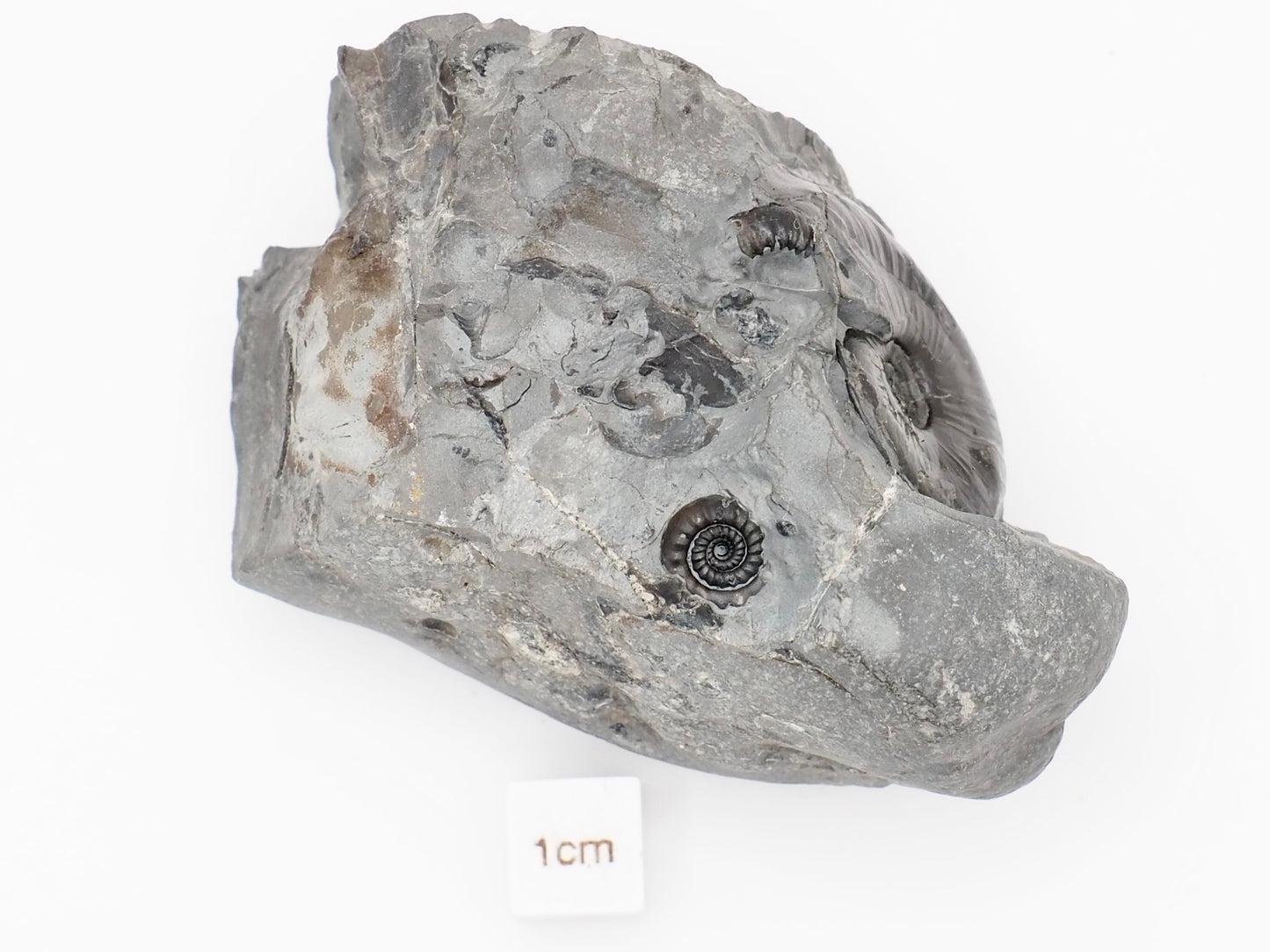 Rare Oxynoticeras and Gagaticeras Ammonites Lower Lias Fossil 200 Million Years Old