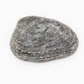 Lower Lias Bivalve Fossil Shell from the Jurassic Coast